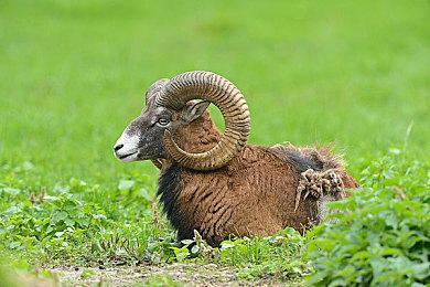 《GTA：三部曲-终极版》PC版可能会和谐热咖啡小游戏